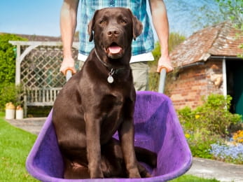 is mulch safe for dogs genial cocoa shell mulch and dogs cocoa bean mulch can poison dogs is mulch safe for dogs genial cocoa shell mulch and dogs cocoa bean mulch can poison dogs
